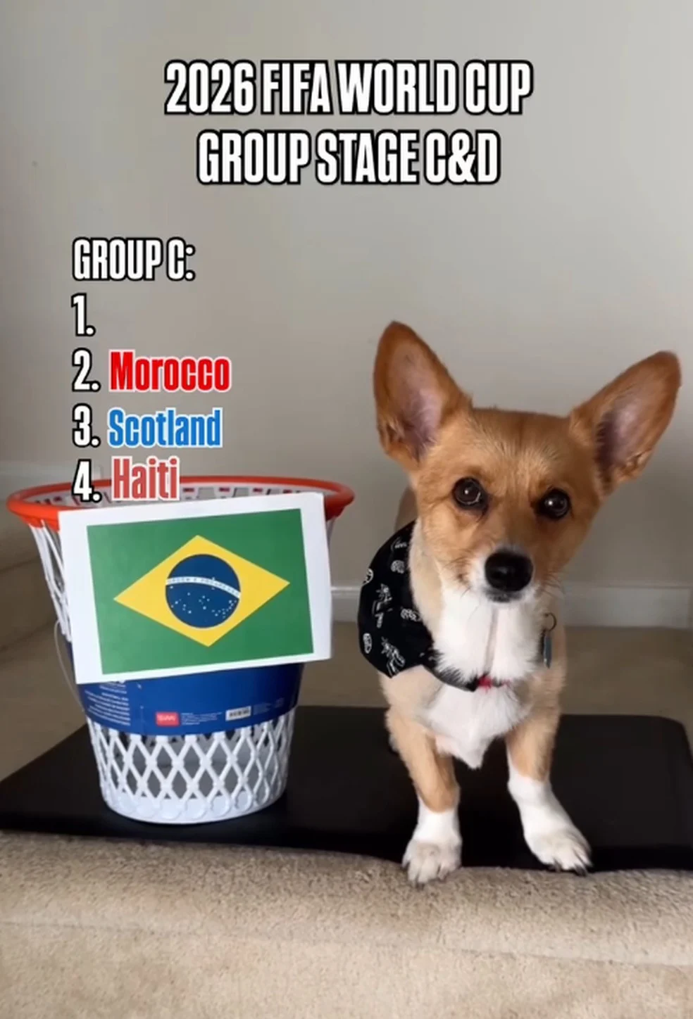 Air Corgi, Cachorro vidente prevê Brasil líder do Grupo C