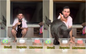 Milu, gato vidente Milu, durante escolha de resultado