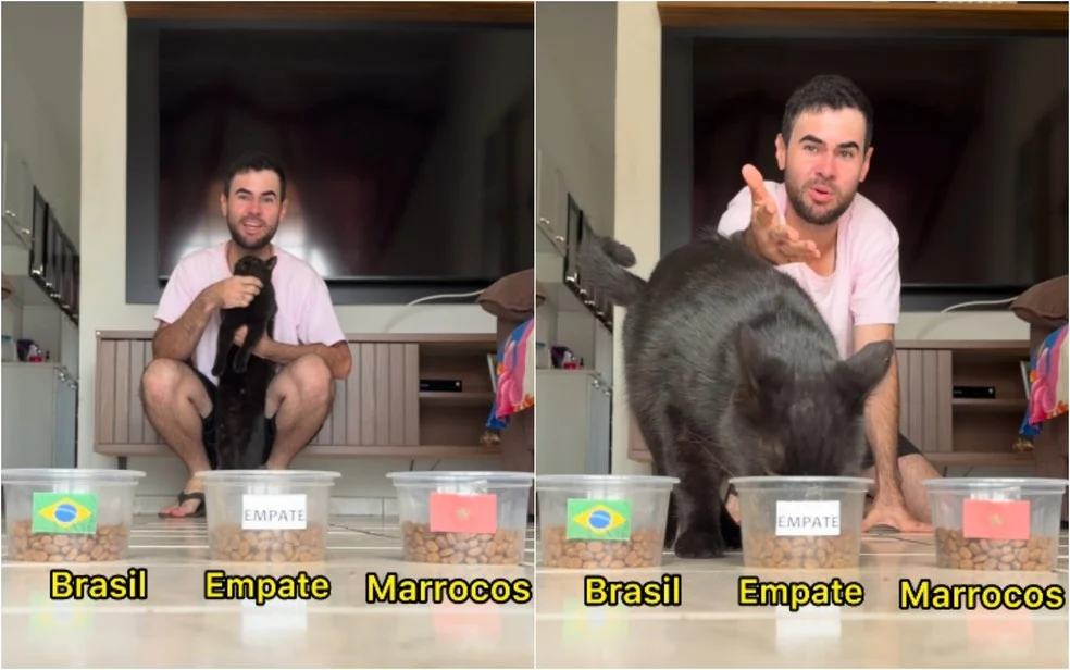 Milu, gato vidente Milu, durante escolha de resultado