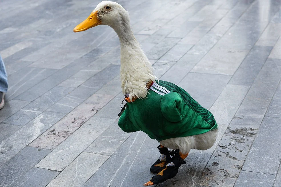 Pato Merlín nos arredores do estádio Azteca