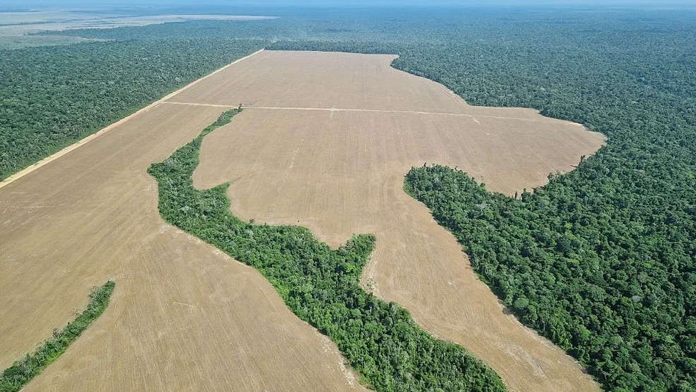 Florestas da Amazônia e a cooperação entre Noruega e Brasil